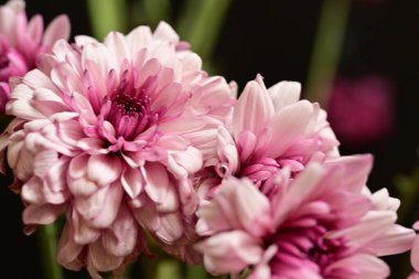 Güzel kasımpatılar, çiçekler, yakın görüş.