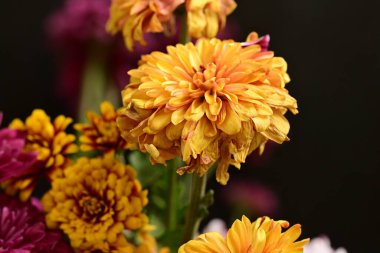 Güzel kasımpatılar, çiçekler, yakın görüş.