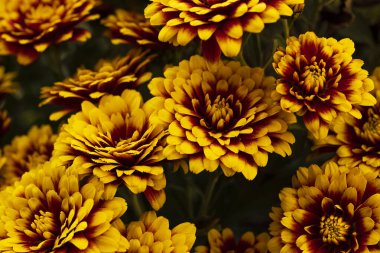 Güzel kasımpatılar, çiçekler, yakın görüş.