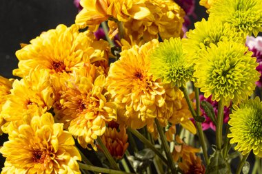 Güzel kasımpatılar, çiçekler, yakın görüş.