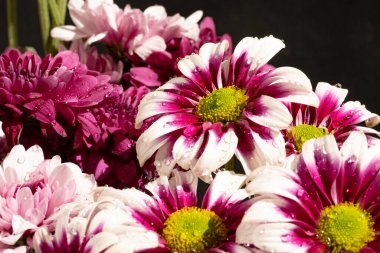 Güzel kasımpatılar, çiçekler, yakın görüş.