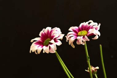 Güzel kasımpatılar, çiçekler, yakın görüş.