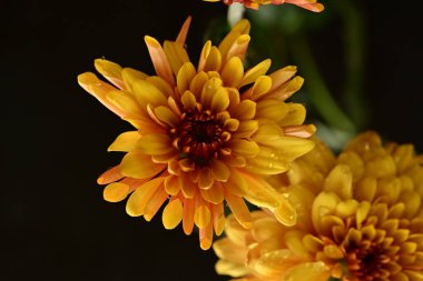 Güzel kasımpatılar, çiçekler, yakın görüş.