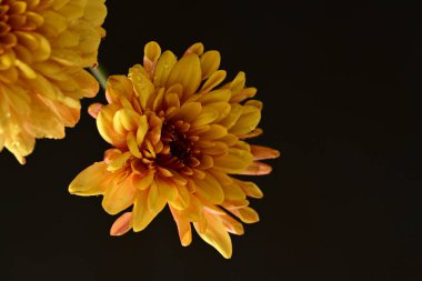 Güzel kasımpatılar, çiçekler, yakın görüş.