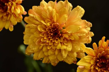 Güzel kasımpatılar, çiçekler, yakın görüş.