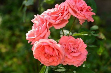 Bahçedeki güzel pembe güller