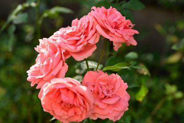 Bahçedeki güzel pembe güller