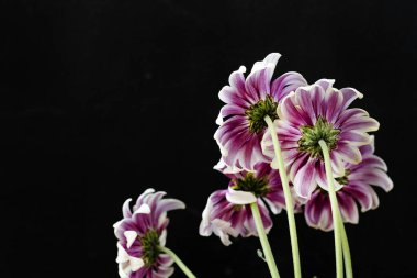 Güzel kasımpatılar, çiçekler, yakın görüş.