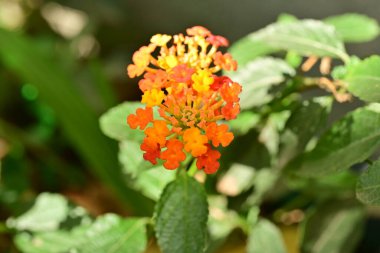 Bahçedeki güzel çiçekler