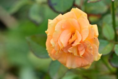 Bahçede güzel bir gül, güneşli bir bahçede güller açıyor.