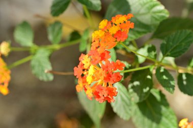 Açık büyüyen renk çiçekler yakın