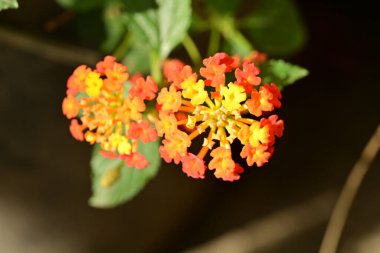 Bahçedeki güzel portakal çiçekleri