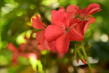 Bahçedeki güzel kırmızı çiçekler