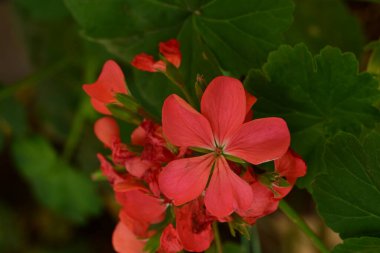 Bahçedeki güzel kırmızı çiçekler