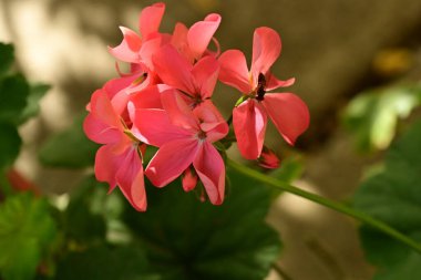 Bahçedeki güzel çiçek