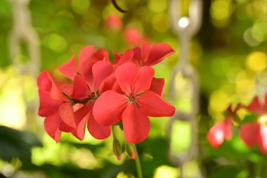 güzel kırmızı çiçek bahçede büyüyen