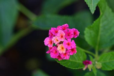 Bahçedeki güzel çiçek