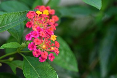 Bahçedeki güzel çiçekler