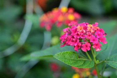 Bahçedeki güzel çiçekler