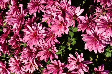 Güzel kasımpatılar, çiçekler, yakın görüş.