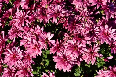 Güzel kasımpatılar, çiçekler, yakın görüş.