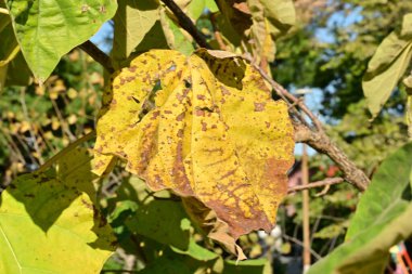 Bitkilerin yeşil ve sarı yaprakları 
