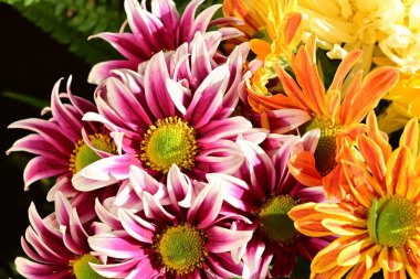 Güzel kasımpatılar, çiçekler, yakın görüş.