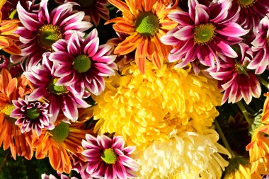 Güzel kasımpatılar, çiçekler, yakın görüş.