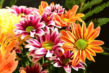 Güzel kasımpatılar, çiçekler, yakın görüş.