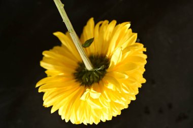 Güzel Gerbera çiçeği, koyu arkaplan, yaz konsepti, manzara