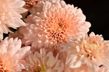 Güzel kasımpatılar, çiçekler, yakın görüş.