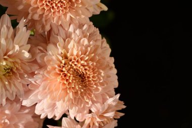 Güzel kasımpatılar, çiçekler, yakın görüş.