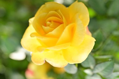 Bahçedeki güzel sarı gül