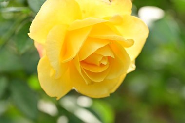 Bahçedeki sarı gül