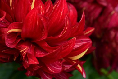 Bahçedeki güzel kırmızı çiçekler