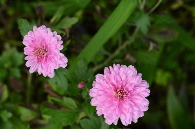 Güzel kasımpatılar, çiçekler, yakın görüş.