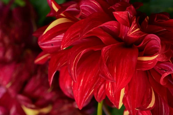 Bahçedeki güzel kırmızı çiçekler