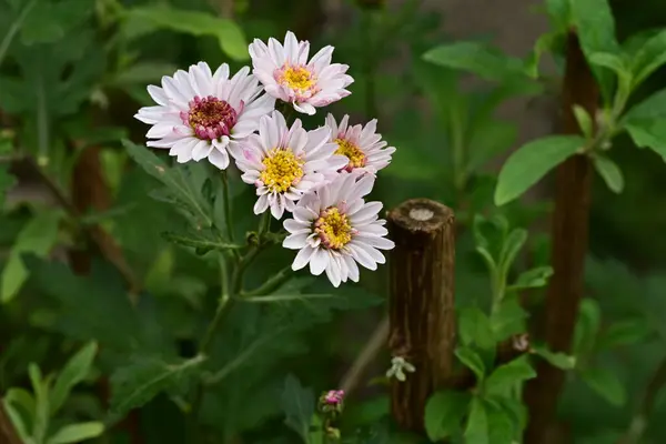 stock image beautiful  chrysanthemums,  flowers, close up view