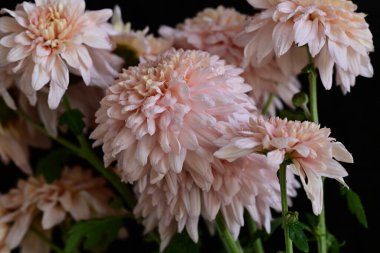 Güzel kasımpatılar, çiçekler, yakın görüş.