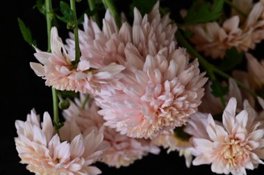 Güzel kasımpatılar, çiçekler, yakın görüş.