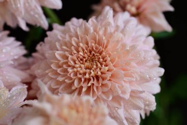 Güzel kasımpatılar, çiçekler, yakın görüş.