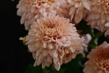 Güzel kasımpatılar, çiçekler, yakın görüş.