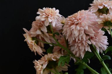 Güzel kasımpatılar, çiçekler, yakın görüş.