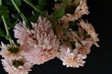 Güzel kasımpatılar, çiçekler, yakın görüş.