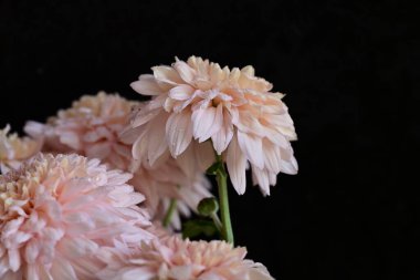 Güzel kasımpatılar, çiçekler kapanıyor