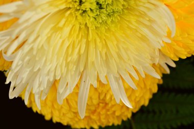 Güzel kasımpatılar, çiçekler kapanıyor