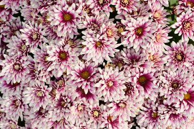 Güzel kasımpatılar, çiçekler kapanıyor