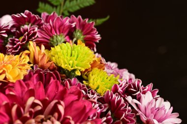 Güzel kasımpatılar, çiçekler kapanıyor