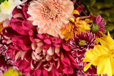 Güzel kasımpatılar, çiçekler kapanıyor