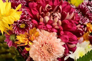 Güzel kasımpatılar, çiçekler kapanıyor